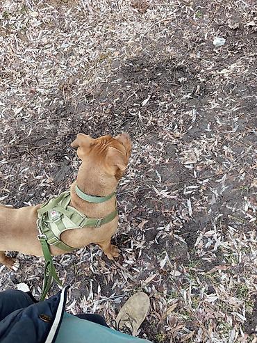 Зоотовары: Продаю в добрые руки — 7