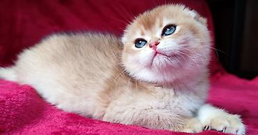 Продажа кошек: Скотиш Фолд (Шотландская вислоухая), 2 месяца, Мальчик, Золотая шиншилла — 9