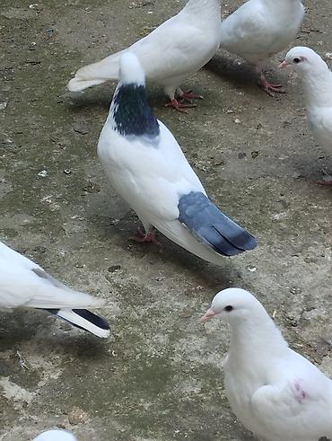 ucan: Satilir qusdar 2si baladi ucurtmali qalanlari yeke ucan qusdardi — 3