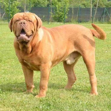 Psi: Stenci Bordoska doge vrhunske krvne linije na prodaju ostenjeni na lalafo.rs — 8 Psi: Stenci Bordoska doge vrhunske krvne linije na prodaju ostenjeni — 8