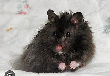 Зоотовары: Клетки очень дешево. распродаю остатки. цены от 500 до 1200 сом — 17