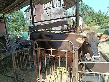 Животные: Продаю | Корова (самка) | Для молока | Привязанные — 1