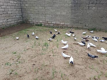 goyərcin satisi: Salam Aleykum . Allah hamının malına xeyir versin inşAllah . Quşlar — 6