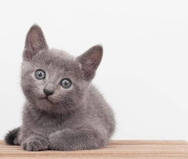 британская золотая шиншилла: Кошка даром: Русская голубая, 2 месяца, Девочка, Приучена к лотку, Проглистована