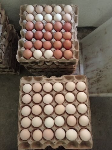 Птицы: Куриные яйца С2, своя ферма. по 6,50сом