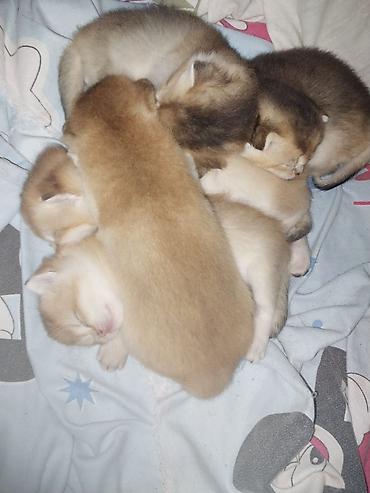 Pişiklər: Britan — 14