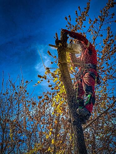 Спил деревьев, заготовка дров: Спил любых деревьев, в любых стесненных условиях, формирование кроны — 18