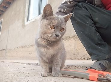 где можно купить кошку в бишкеке: 5 месяцев, Девочка — 1