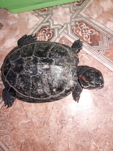 живые черепахи: Красноухая черепаха 7 лет девочка