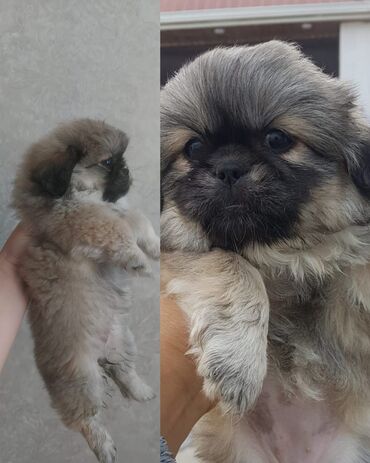 pitbul satışı: Pekines, 2 ay, Dişi, Peyvəndli, Ünvandan götürmə