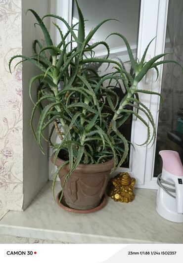 растения для офиса: Комнатные растения для офисов и организации, аптек и кафешек. 1) Алоэ