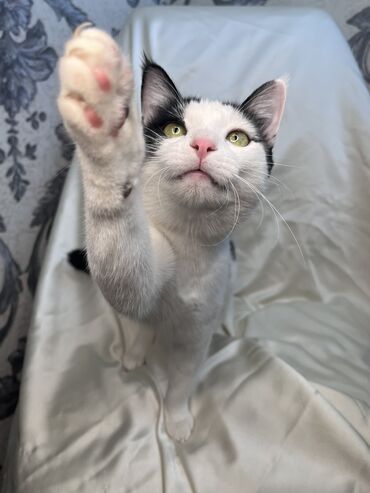 Продажа кошек: Беспородная, 9 месяцев, Мальчик, Биколор, Приучена к лотку, Проглистована, С документами — 2