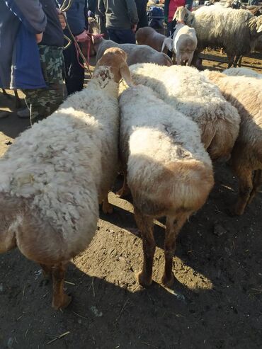 Бараны, овцы: Арашан 
3жаш