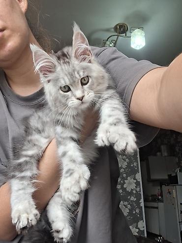 Породистый котёнок мейн-кун, окрас серебристый мрамор (silver tabby)