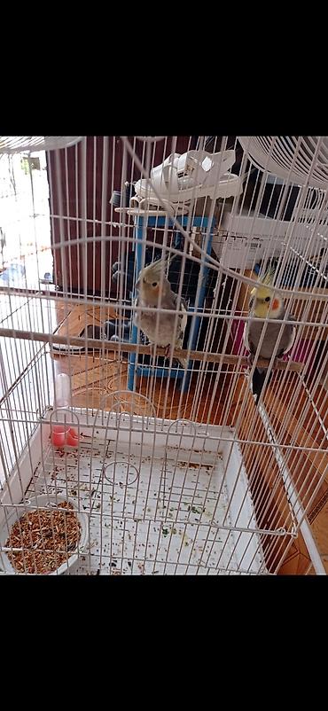 золотая шиншилла баку: Nimfa tutuquşuları (2 ədəd) və qəfəs dəsti - Növ: Nimfa (cockatiel) — 1