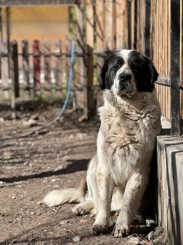 заказать собаку: Продается сука чистокровная Московская сторожевая! Возраст 3,5 года