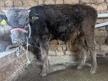 Коровы, быки: Продаю | Бык (самец) | На откорм | Привязанные — 4