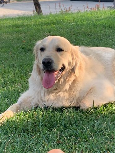 alman çoban iti: Retriever, 6 il, Erkek