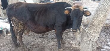 молочные породы коров в кыргызстане: Продаю | Корова (самка)
