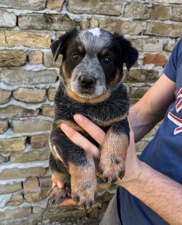 Psi: Na prodaju štenci (MUŽJAK I ŽENKA) Australijskog Govedara, jedne od na lalafo.rs — 9 Psi: Na prodaju štenci (MUŽJAK I ŽENKA) Australijskog Govedara, jedne od — 9