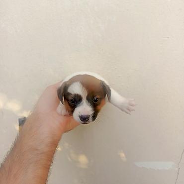 pekines it satisi: Cek rassel teryer, 1 ay, Erkək, Peyvəndli — 4