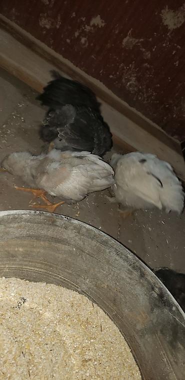 Куры, петухи: Продаю | Цыплята | Для разведения — 38