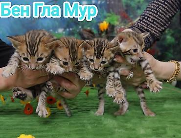 Продажа кошек: Бенгальская, 2 месяца, Девочка, Приучена к лотку, Проглистована, С документами — 10