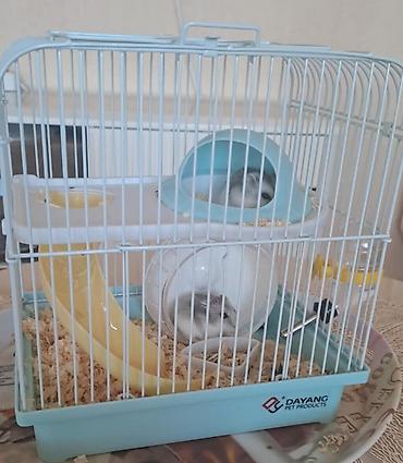 Qəfəslər: Cırtdan hamsterlər və tam dəst qəfəs satilir Sevimli və mehriban — 2