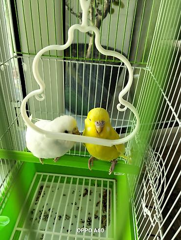 Qəfəslər: Baza ilə birgə dalğalı tutuquşu dəsti - 2 ədəd dalğalı tutuquşu (bir — 5