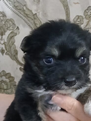 собака маленькая: 1 месяц, Самец