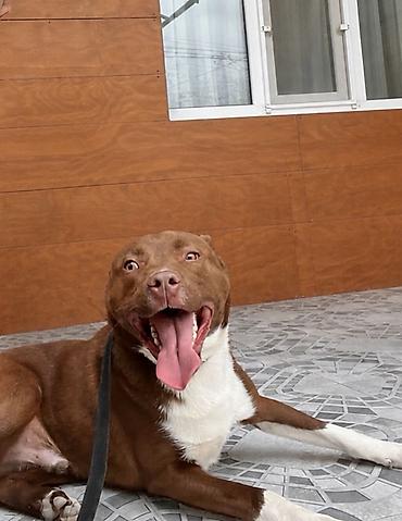gencede it satisi: Pitbul, 1 il, Erkək, Peyvəndli, Ünvandan götürmə — 3
