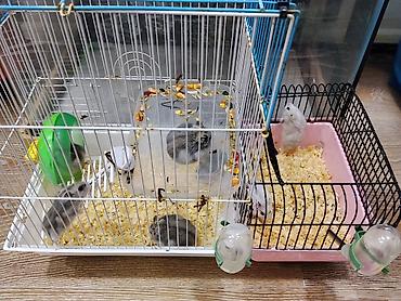 Gəmiricilər: Xamyak cunqarik bir cut ag vəya boz: Bir qəfəs bir kq yem iki aylıq — 10