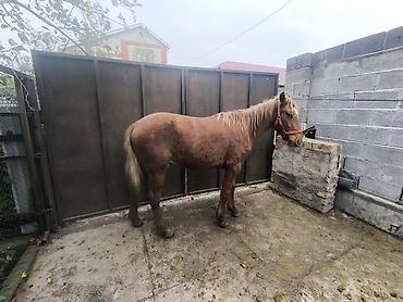 Лошади, кони: Продаю | Жеребец | На забой | Мерин — 3