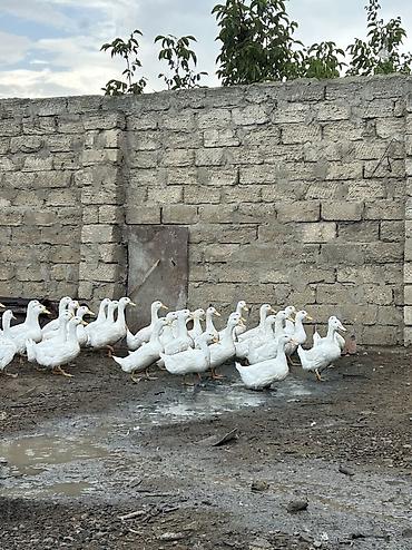 induşka qiyməti: Temiz çəki 1.500 ucuz qiymete tam orqanik — 1