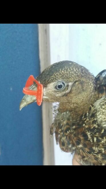 Heyvanlar üçün digər mallar: Quşlar bir birlərinə xəsarət verməsinin qarşısını alır cox goturen — 6