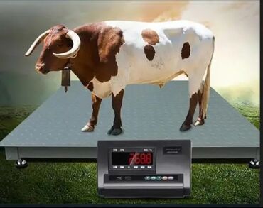 Ticarət tərəziləri: Elektron, 1000 kq, Pulsuz quraşdırma — 6