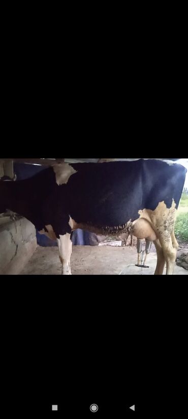 молочная корова: Продаю | Корова (самка) | Голштин | Для разведения, Для молока | Стельные