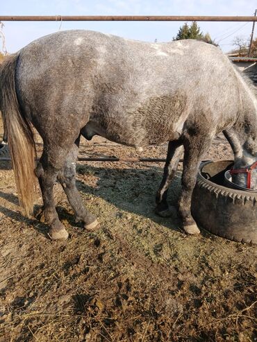 сколько стоит порода собаки доберман: Продаю | Жеребец | На забой