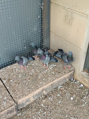 Göyərçinlər: Şəkillərin hamısına baxın. hər cinsdə quşlar satılır . qiymət biri — 2