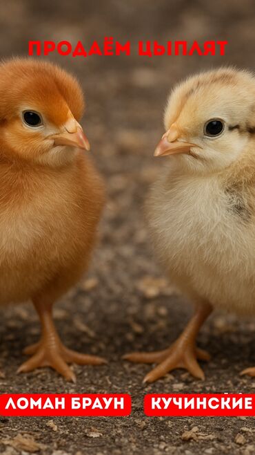 купить мясо домашних кур: **🐔 Ломан Браун vs. Кучинская Юбилейная: кого выбрать?** **🔸 Ломан