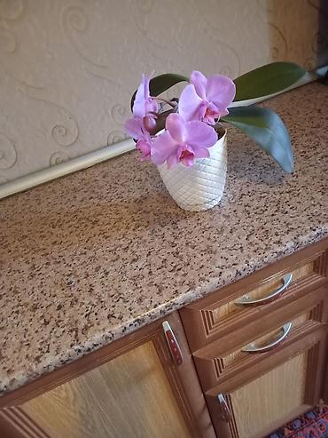 nokia yarpaq: Filoden­dron (Phalaenopsis) orkide – açıq bənövşəyi çiçəklərlə - — 2