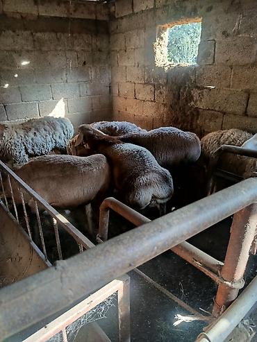 Баран, овца: Продаю | Баран (самец) | На забой | Котные — 11