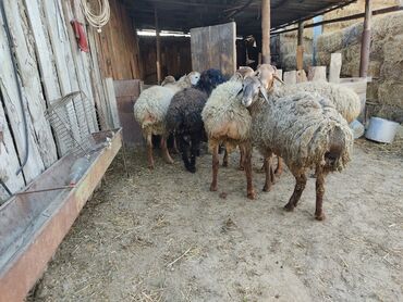 Бараны, овцы: Продаю | Баран (самец) | Полукровка | На забой, Для разведения | Осеменитель
