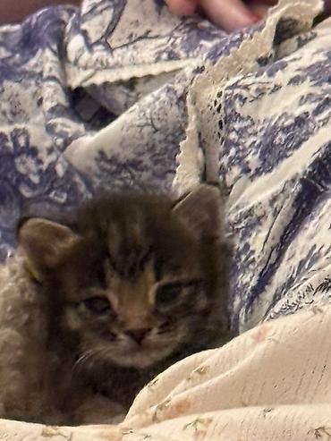 pişik cüt: Срочно ищу любящую семью для двух чудесных котят! Котят бросила мама — 1