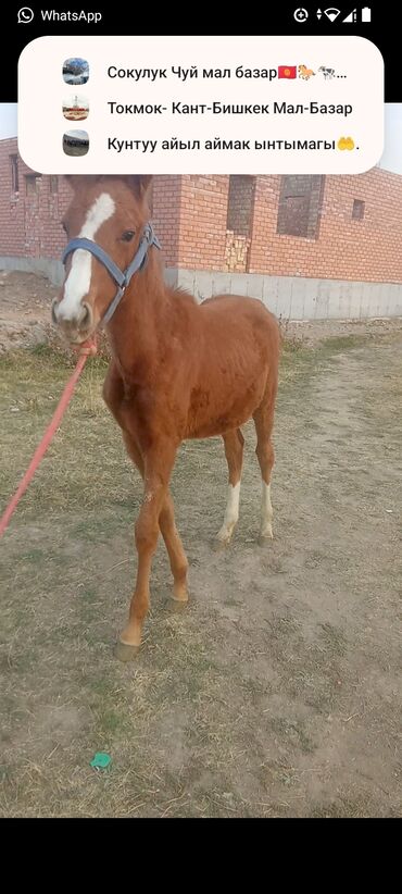 объявления о собаках sobaka: Продаю | Жеребенок | Для разведения