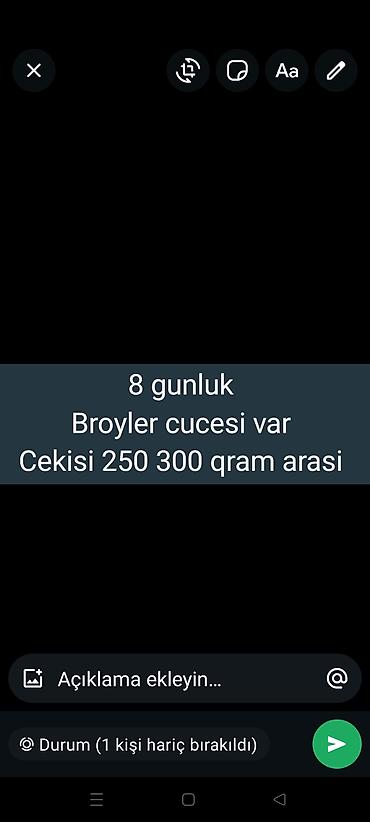 Tam saglam mayalanmls 8 gunluk breller turk sortu etlik cuceler satllr lalafo.az -da Tam saglam mayalanmls 8 gunluk breller turk sortu etlik cuceler satllr
