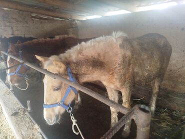 домик для кошки многоуровневый: Продаю | Жеребенок | Для разведения at lalafo.kg домик для кошки многоуровневый: Продаю | Жеребенок | Для разведения