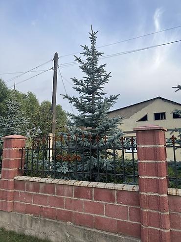 кой сойобуз: Ель голубая (Picea pungens Glauca) — взрослые декоративные деревья для — 2
