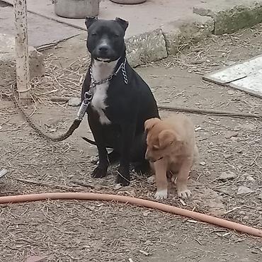 İtlər: Pitbul — 1