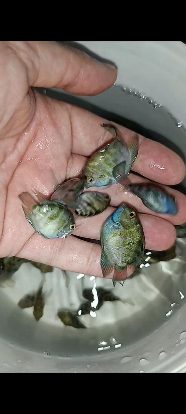 akvarium baliqlari satisi: Sülhsevər, Ünvandan götürmə, Ödənişli çatdırılma — 6